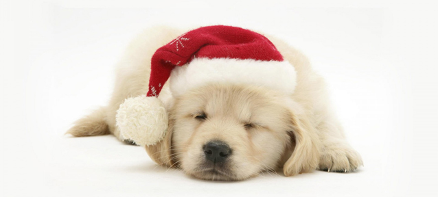 你養寵物嗎？千萬別這么喂它們。